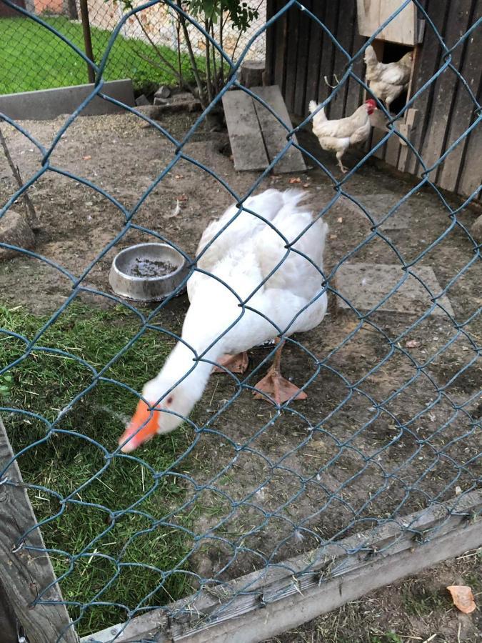 Ferienwohnung Gans Auguste Dohna Εξωτερικό φωτογραφία